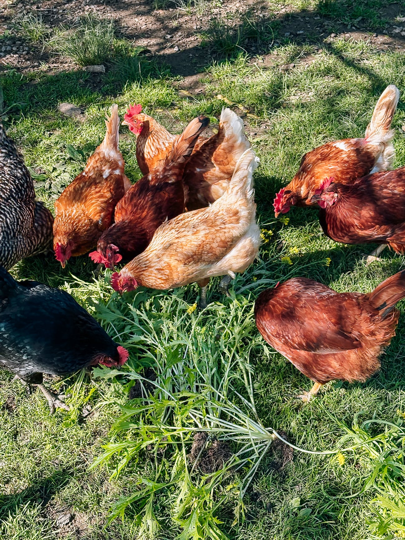 chickens pecking at vegetables