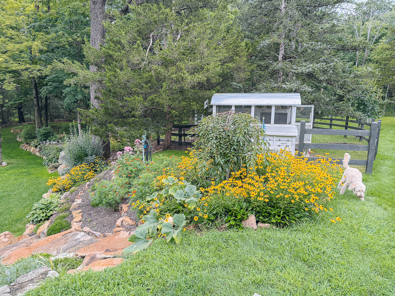 flowers next to chicken coop