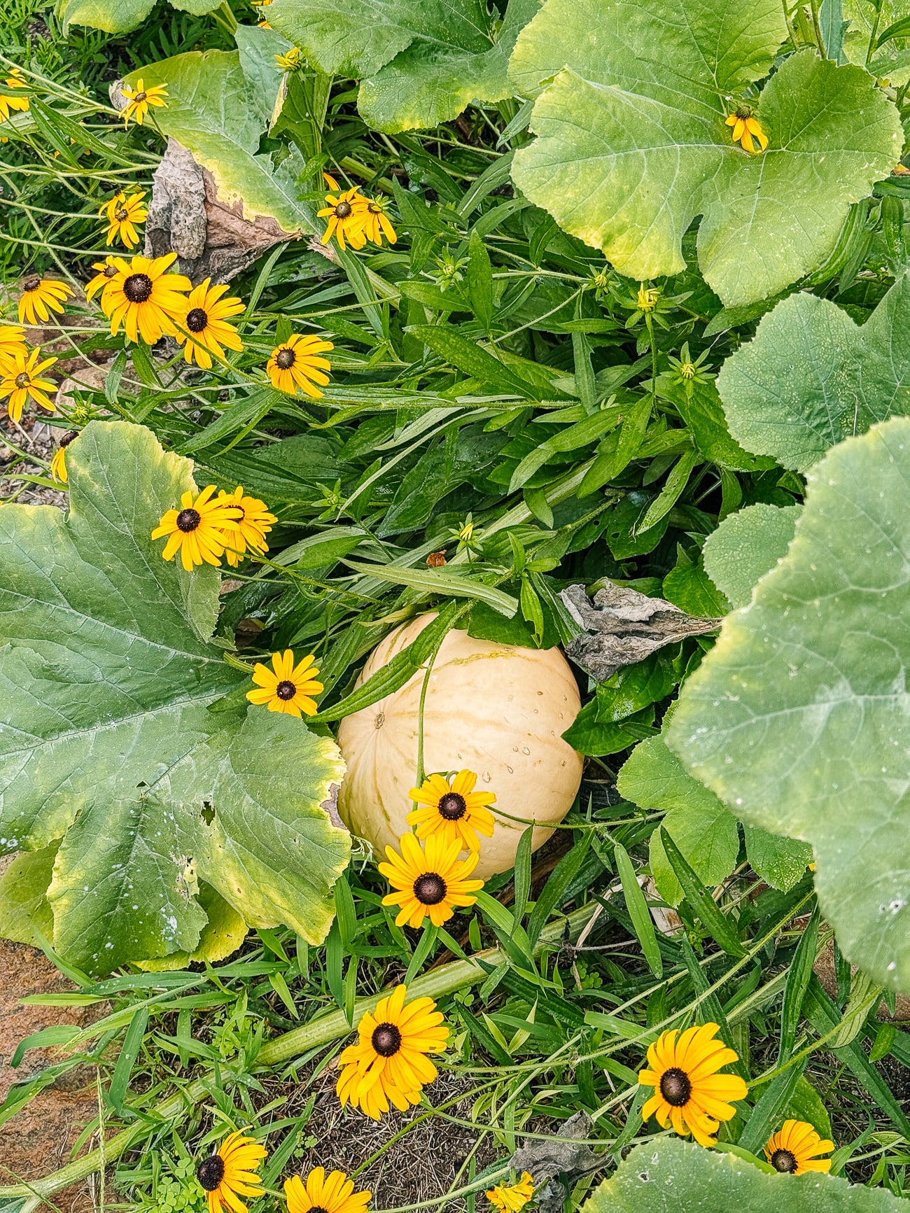 flowers and squash growing together
