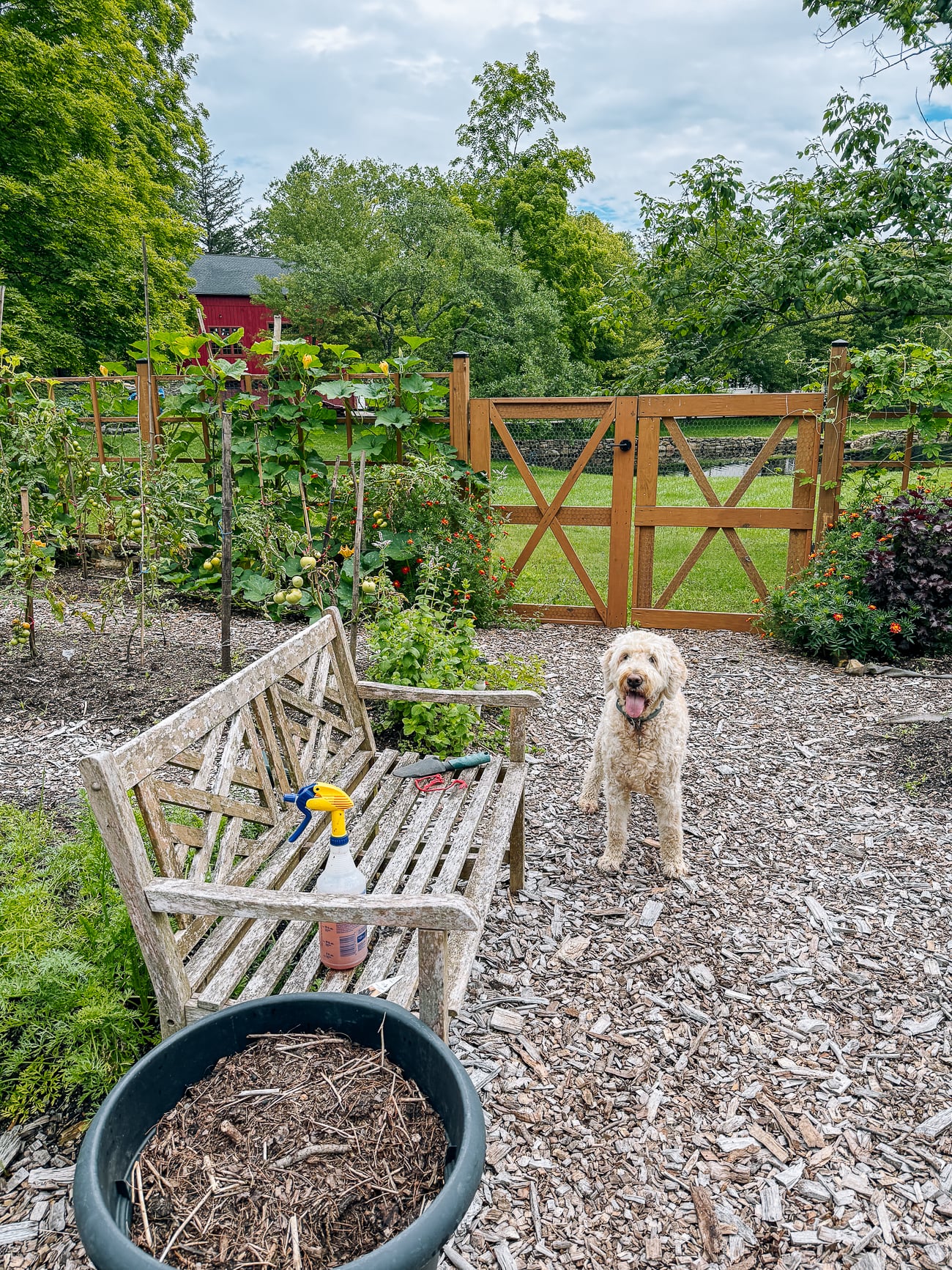 barley in the garden